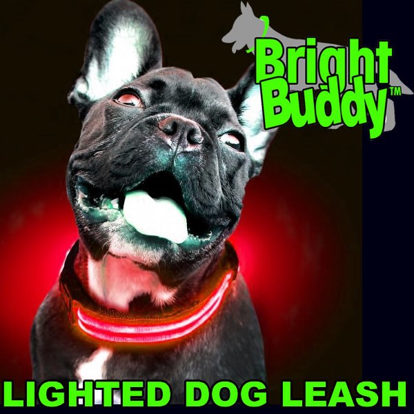 Bright Buddy Leash