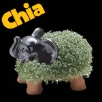 Chia Elephant