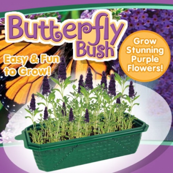 Butterfly Bush