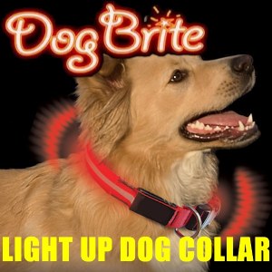 Dog Brite EL Lighted Collar