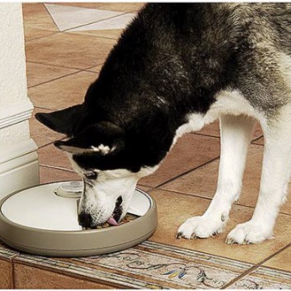 Automatic Pet Dish