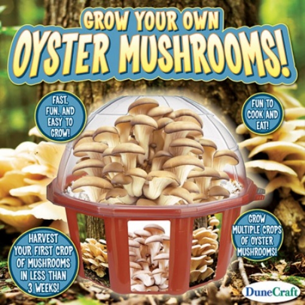 Oyster Mushroom Growing Kit